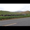 This farmer has found an easy way to herd cows. He drives and they all follow.