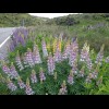Variegated lupins.