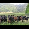 Nosey cows.