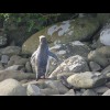 This penguin has nearly reached the bushes. They make slow progress across the land and spend a lot ...