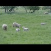 Lambs! In November!