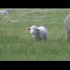 a lamb doing what lambs do.