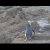 Penguin.