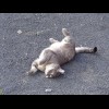 This cat welcomed me to the hotel car park by meowing, then rolled around in the gravel.