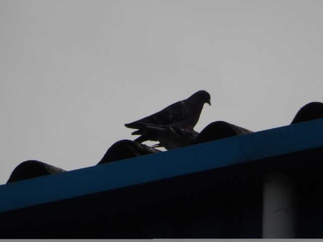 Two pigeons mating on the roof.