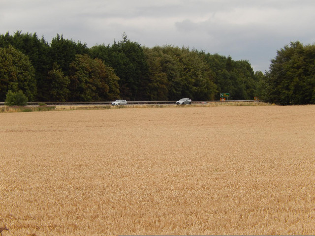 The main road, seen across a corn field.