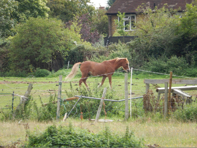A horse in the field next to the Hayes Lane ground.