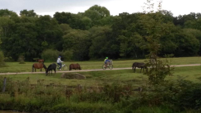 The notable thing about the New Forest is that, except on the very most important roads, livestock a...