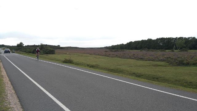 Large parts of the New Forest are actually fairly bare heathland.