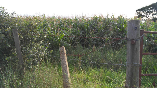 I'm out of the New Forest now. Here is a field of corn cobs.