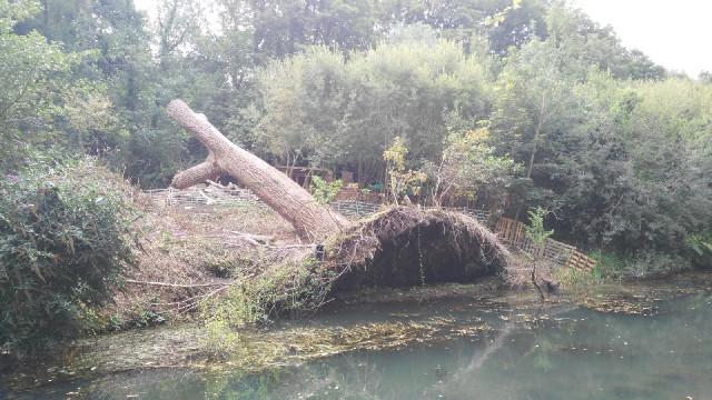 It looks like that tree has fallen over and taken a section of the canal bank with it.