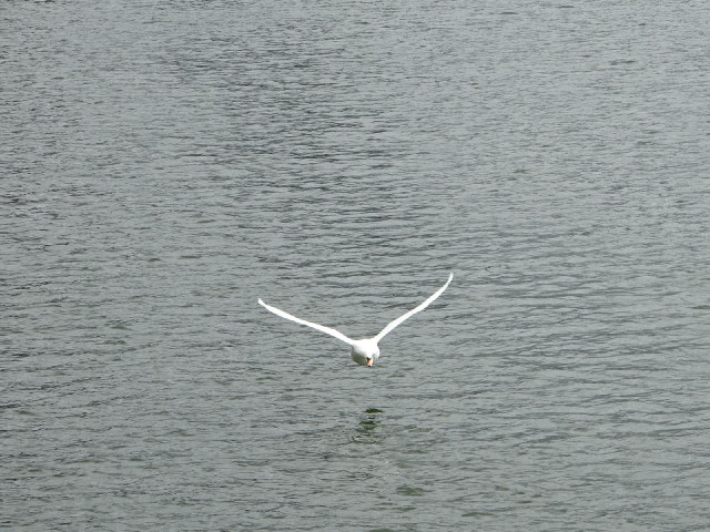 A swan in flight.