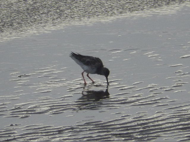 A wading bird.