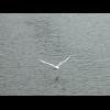 A swan in flight.