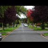 One of Welwyn Garden City's tree-lined avenues. The place where the characters in the film rang some...