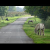 Horses grazing by the roadside. The ropes on them are just long enough to let their noses reach the ...