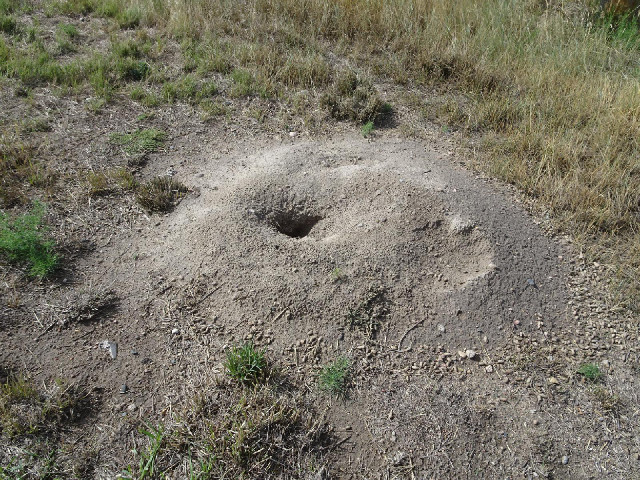 Prairie dog burrows. I just saw one scamper across the ground and disappear down one of these.
