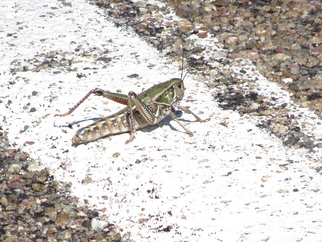 I think this is a locust. I passed quite a lot of them today.