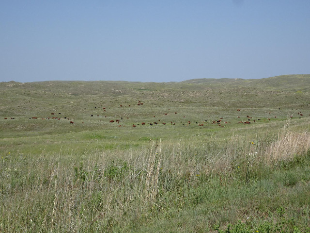 A landscape dottted with cows.
