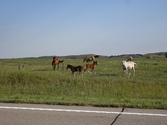 Baby horses.