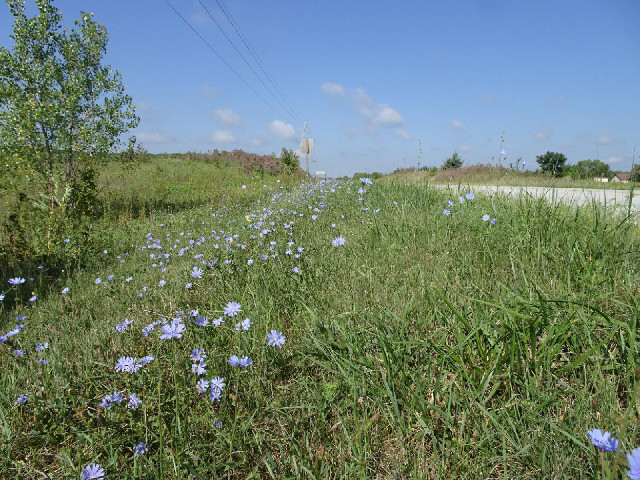 Roadside flowers.