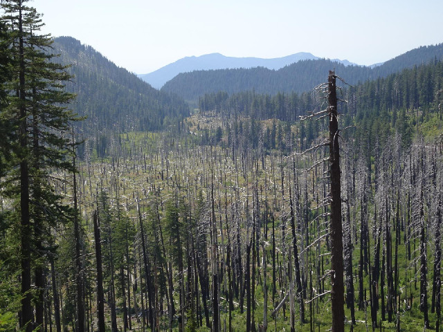 Another view of the burned trees.