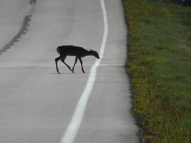 One of a group of deer which tentatively crossed the road some distance in front of me.