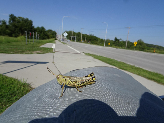 A locust riding on my panier.