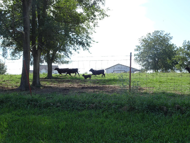 The cows got excited when they saw me. I'm not sure if they are trying to run towards me or away fro...