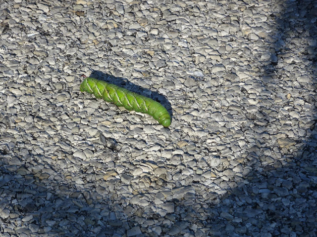 A caterpillar. They are quite common on the road shoulders. Some of them are very hairy.