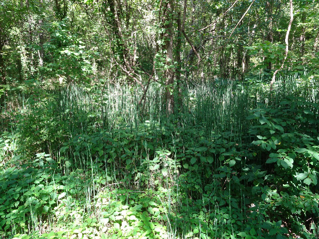 Some long grass.