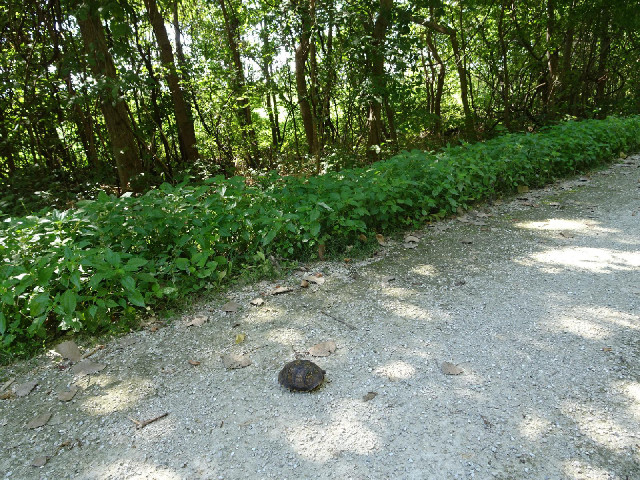 This tortoise, or possibly turtle, retreated into its shell as I passed. It's the first live one tha...