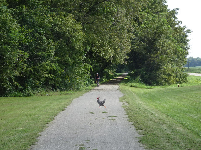 The chicken crossing the road. The woman approaching on a bike is the first mammal of any kind that ...