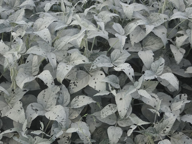 These crops are in a bad way. As well as being covered in dust, their leaves are full of holes.
