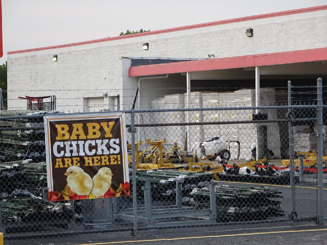 ... which also sells baby chicks.