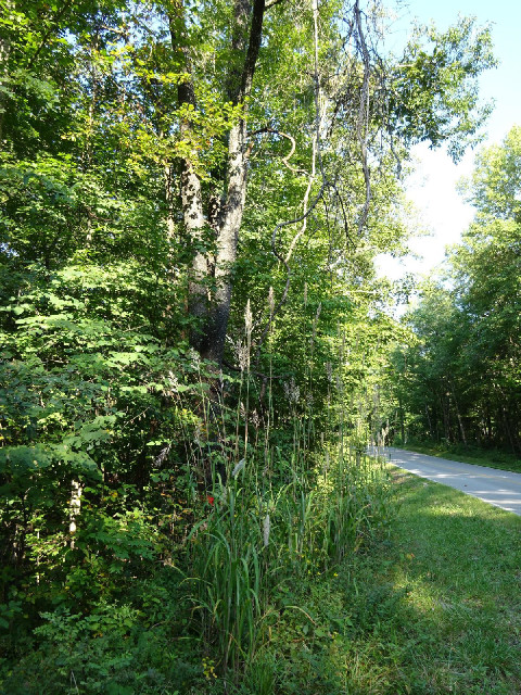 Foliage next to the road.
