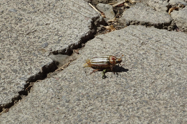While I sat outside, a few of these giant beetles fell out of the awning and then struggled to turn ...