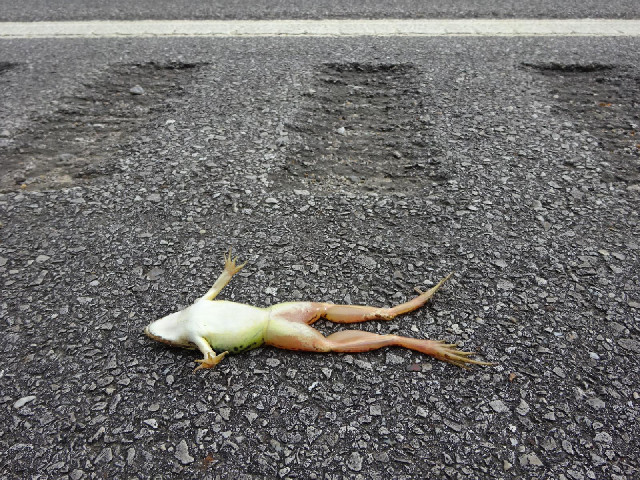 A well-preserved dead frog next to the annoying runble strips which have been a feature of many road...