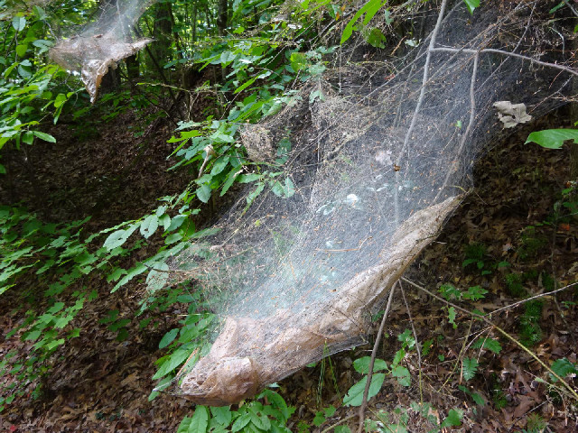 A caterpillar tent.