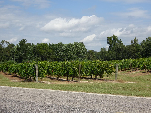 I saw advertisements for vineyards in Missouri and Kentucky but I think these are the first grape vi...