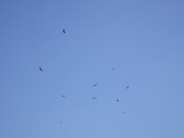 It seems like a bad sign when birds of prey start circling overhead.