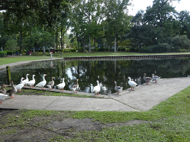 Geese in a park.