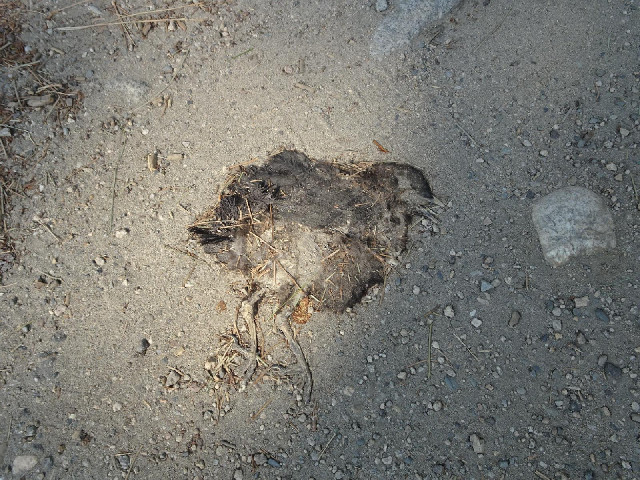 I know some people don't like me posting pictures of roadkill but this bird is comically flat.