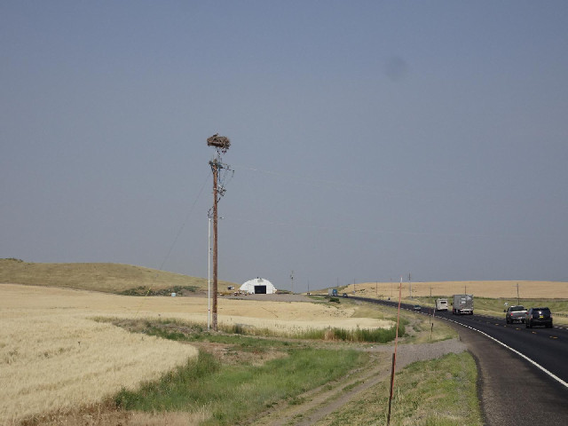 In Eastern Europe, it's storks which nest on poles like that. Here, it's something more vicious.