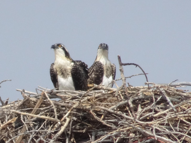 ... and these two. By the sound of the tweeting, I think there might be some chicks too.