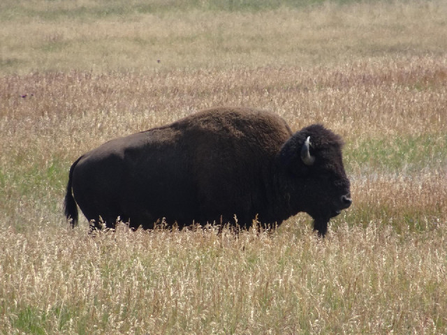 A big buffalo, looking like the one on the state flag, which I haven't shown you yet.