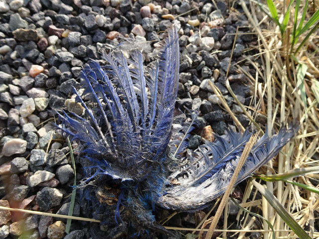 The remains of a purple bird.