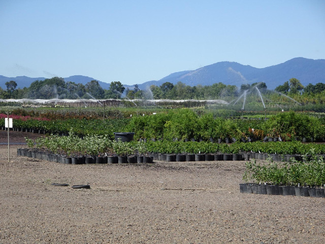 A plant nursery.