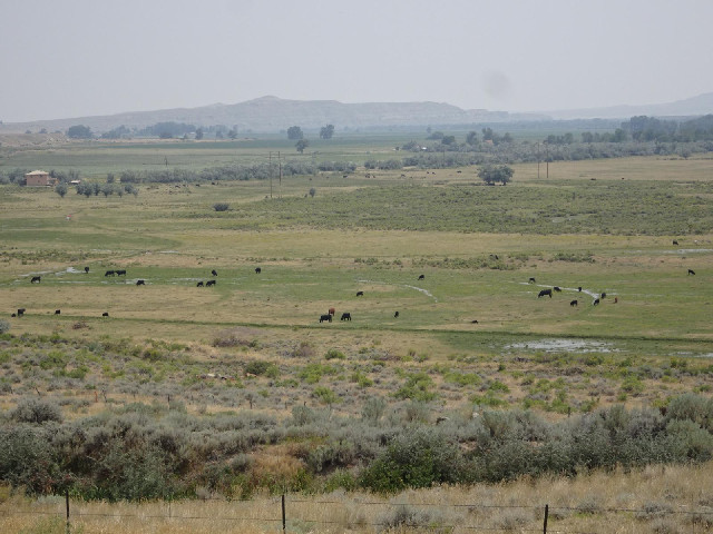 Landscape with cows.
