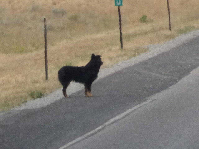 I saw this animal on the road in the distance and had to use my telephoto lens to make sure it wasn'...